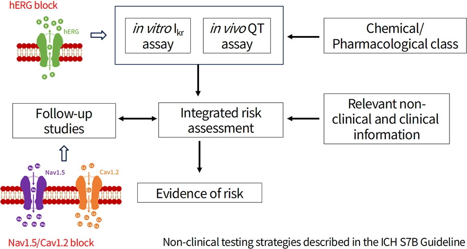 Strategies for assessment using patch-clamp method under the S7B Guideline