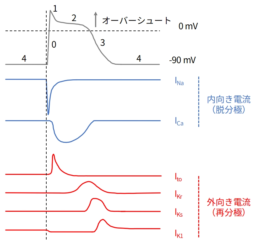 ヒト心筋細胞の活動電位とイオンチャネル電流