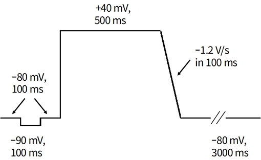 ステップｰランプパルスの電位プロトコル