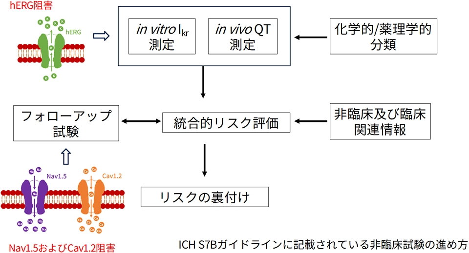 S7Bガイドラインに基づいたパッチクランプ試験の進め方